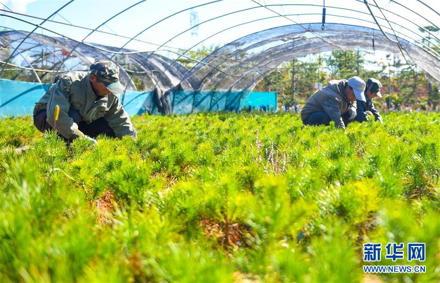 （在習(xí)近平新時(shí)代中國特色社會主義思想指引下——新時(shí)代新作為新篇章·習(xí)近平總書記關(guān)切事·圖文互動(dòng)）（8）綠意，在黃沙中鋪展——我國防沙治沙紀(jì)實(shí)