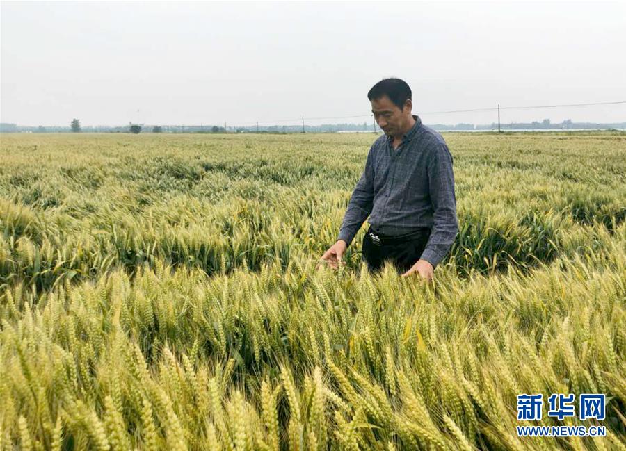 （在習近平新時代中國特色社會主義思想指引下——新時代新作為新篇章·習近平總書記關切事·圖文互動）（1）新農事、新希望——夏收前田間新動態(tài)掃描