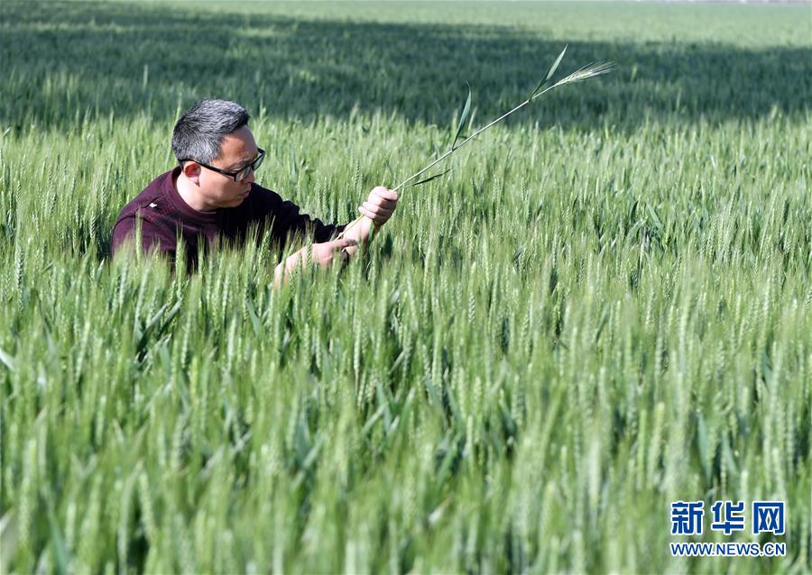 （在習近平新時代中國特色社會主義思想指引下——新時代新作為新篇章·習近平總書記關切事·圖文互動）（5）新農事、新希望——夏收前田間新動態(tài)掃描