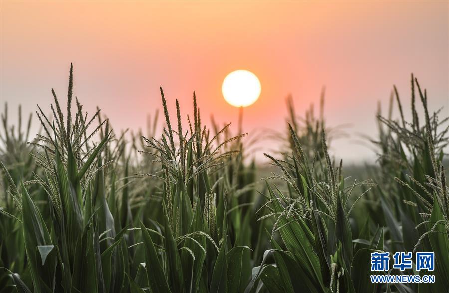 （在習(xí)近平新時(shí)代中國(guó)特色社會(huì)主義思想指引下&mdash;&mdash;新時(shí)代新作為新篇章&middot;習(xí)近平總書(shū)記關(guān)切事&middot;圖文互動(dòng)）（7）讓百姓吃得飽還要吃得好&mdash;&mdash;夯實(shí)糧食安全基礎(chǔ)端牢中國(guó)飯碗