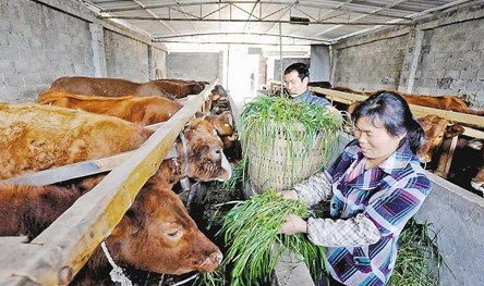 重慶微企總數(shù)增至11.83萬(wàn)戶(hù) 帶動(dòng)和解決就業(yè)88.85萬(wàn)人