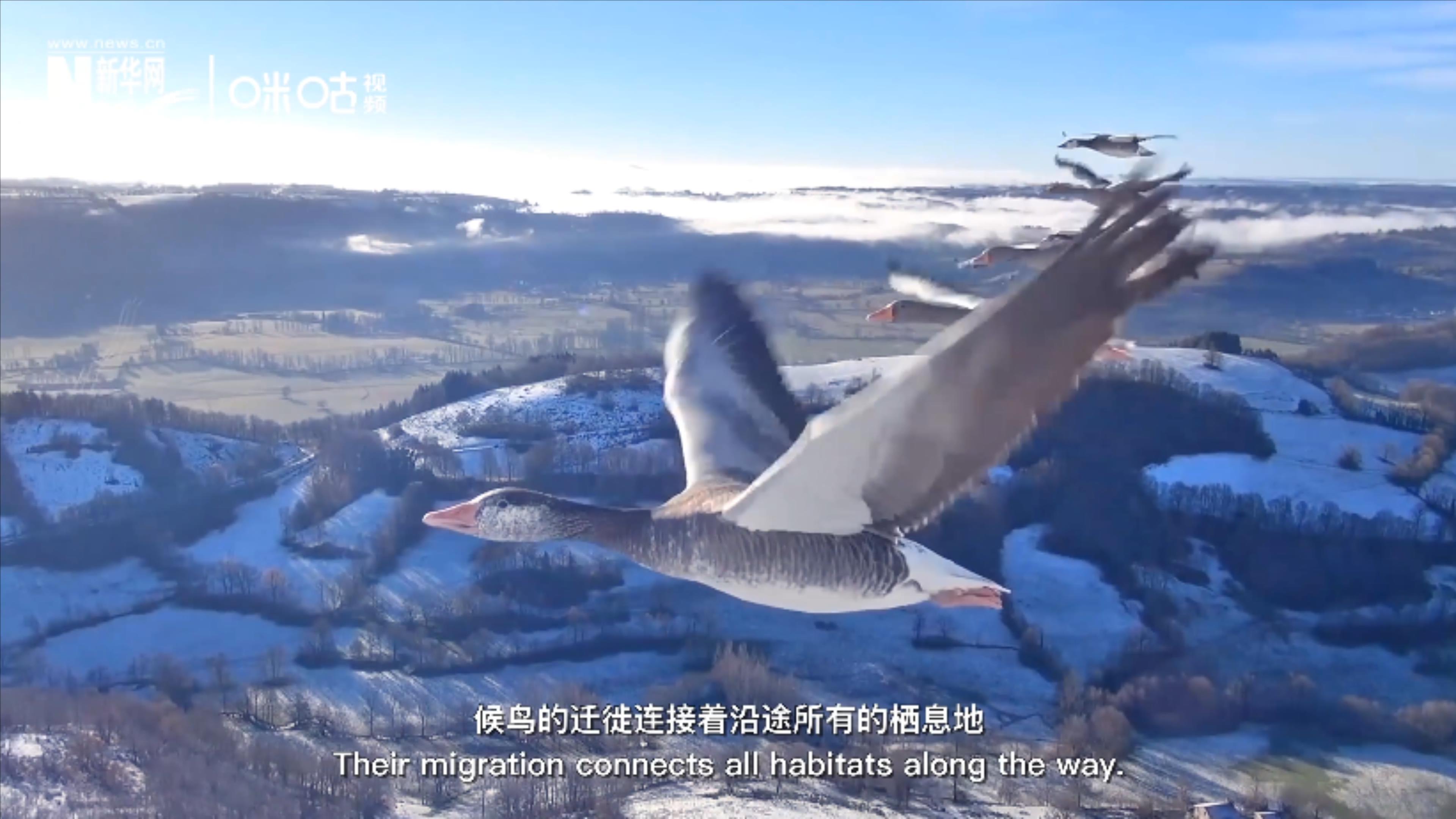 全球大規(guī)模鳥(niǎo)類(lèi)遷徙共有八條跨越國(guó)界的路線