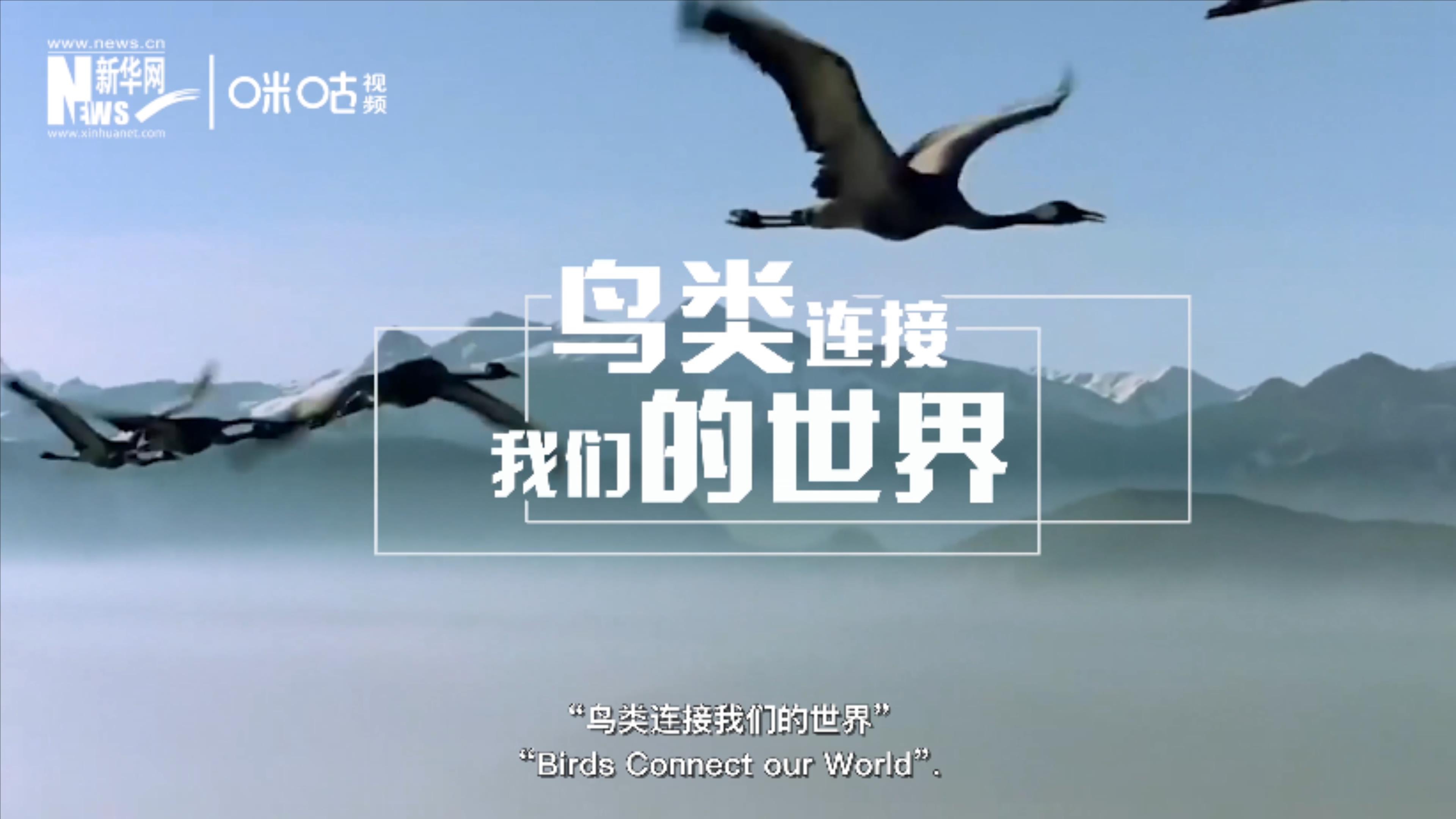2020年世界候鳥(niǎo)日的主題是“鳥(niǎo)類(lèi)連接我們的世界”