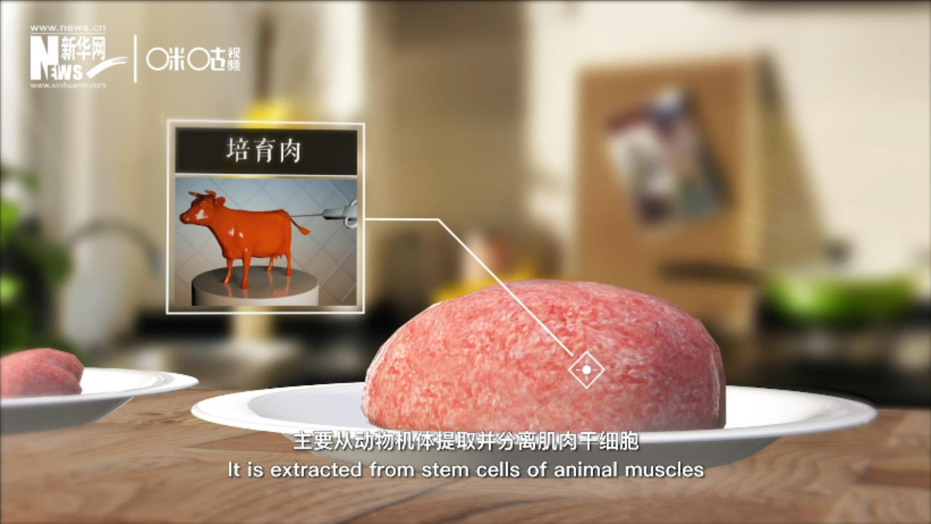 培育肉主要是從動物機體提取并分離肌肉干細胞，在實驗室里培養(yǎng)而成