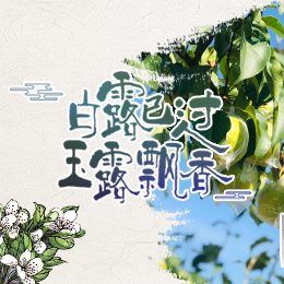 白露已過(guò)，玉露飄香