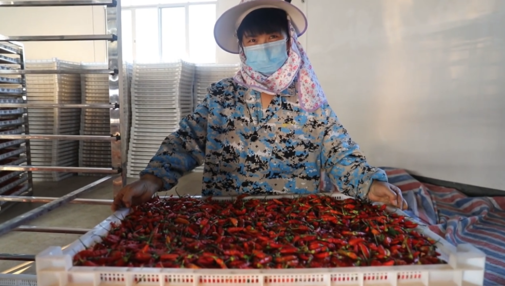 你怎么“辣”么好看！小辣椒映紅脫貧路