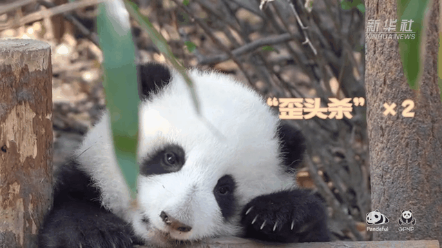 請注意，前方有滾滾發(fā)起近距離“歪頭殺”