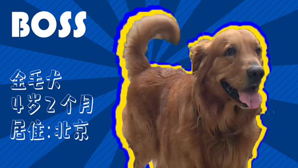 有效拴繩&科學(xué)遛狗——如何文明養(yǎng)犬？“撿屎官”們快看過來！