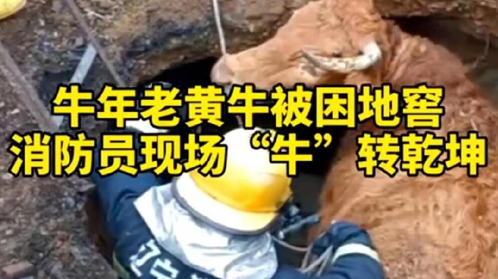 牛年老黃牛被困地窖，消防員現(xiàn)場(chǎng)“牛”轉(zhuǎn)乾坤！