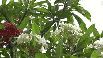 云南西雙版納：雞蛋花盛開！帶你看看一樹多花的奇觀