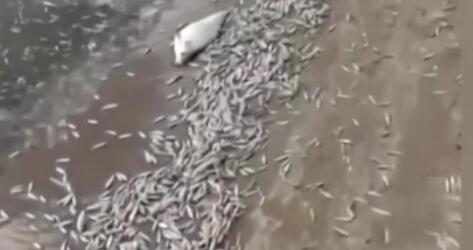 調(diào)查！藍(lán)綠藻暴發(fā) 俄多地魚類大規(guī)模死亡