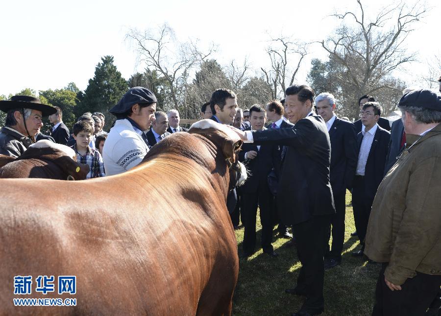 當?shù)貢r間7月19日，正在對阿根廷進行國事訪問的國家主席習近平參觀共和國莊園，考察阿根廷農(nóng)牧業(yè)，了解阿根廷農(nóng)牧民文化特色。新華社記者馬占成攝 