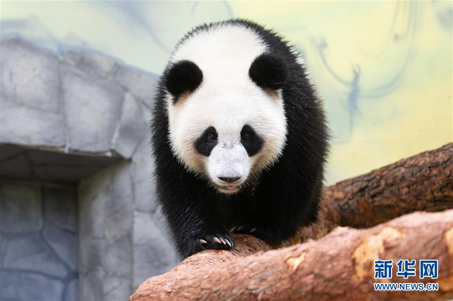 （新華全媒頭條·圖文互動）（11）特稿：新時(shí)代 新典范 新航程——寫在中俄建交70周年之際