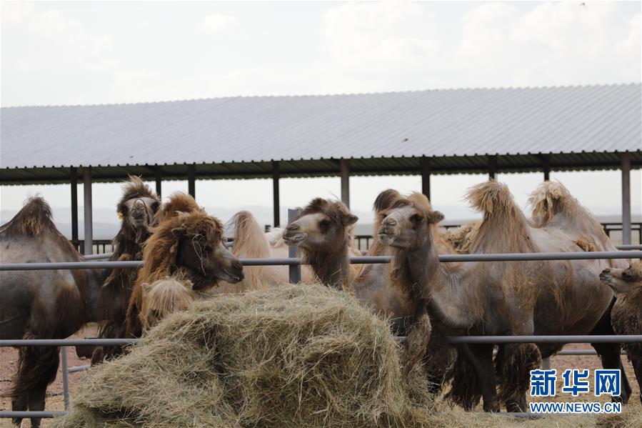 （國(guó)際&middot;圖文互動(dòng)）（1）從&ldquo;先遣隊(duì)&rdquo;到&ldquo;正規(guī)軍&rdquo;&mdash;&mdash;哈薩克斯坦駱駝奶粉入華記